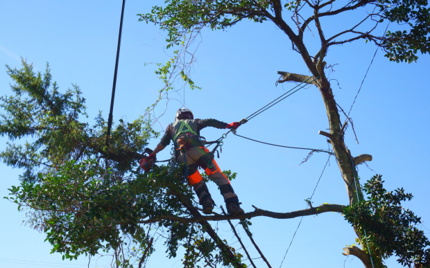 定期的な管理で、お庭の魅力を一年中